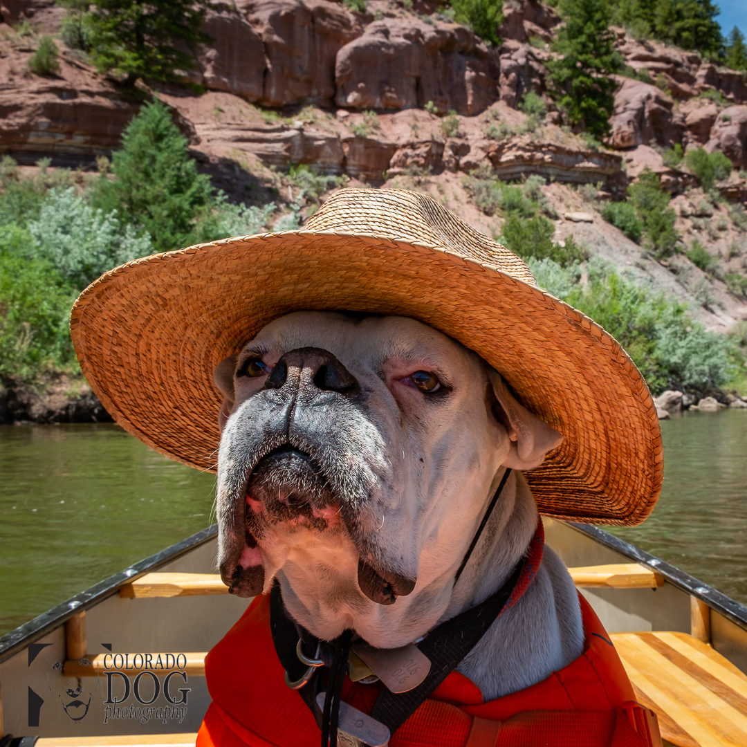 dog photography of colorado dog harley